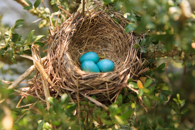 Bird Eggs at the Inn at Warner Hall