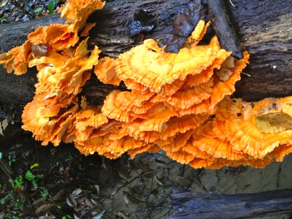 Wild Mushroom Hunt, Chicken of the Woods