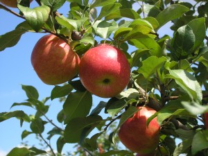 Apples in Tree