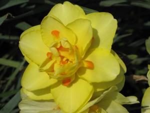 Gloucester Daffodils