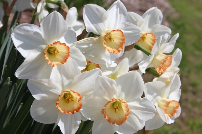 Gloucester daffodils